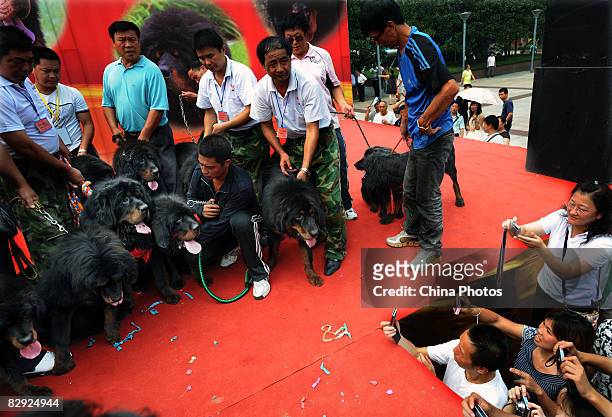 Owners prepare to display their Tibetan mastiffs during a Tibetan mastiff show on September 20, 2008 in Wuhan of Hubei Province, China. Tibetan...