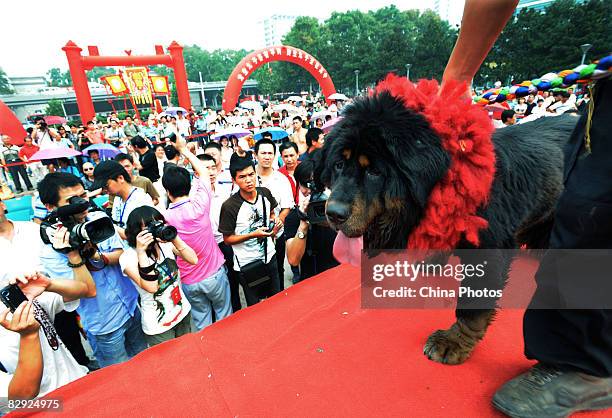 An owner displays his Tibetan Mastiff during a Tibetan mastiff show on September 20, 2008 in Wuhan of Hubei Province, China. Tibetan Mastiffs, a rare...