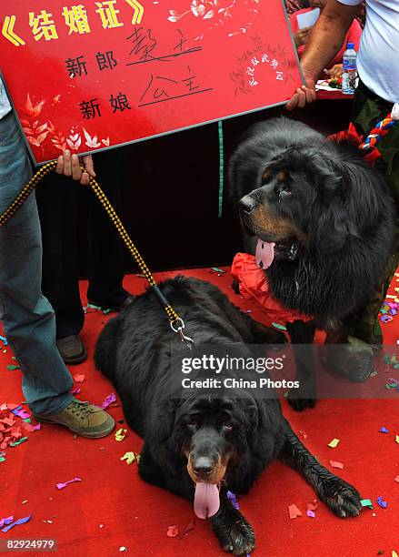 Owners grant "marriage certificate" for a pair of Tibetan Mastiffs during a Tibetan mastiff show on September 20, 2008 in Wuhan of Hubei Province,...