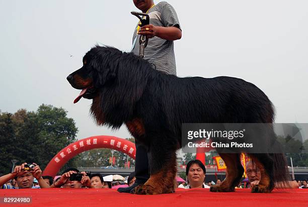 An owner displays his Tibetan Mastiff during a Tibetan mastiff show on September 20, 2008 in Wuhan of Hubei Province, China. Tibetan Mastiffs, a rare...