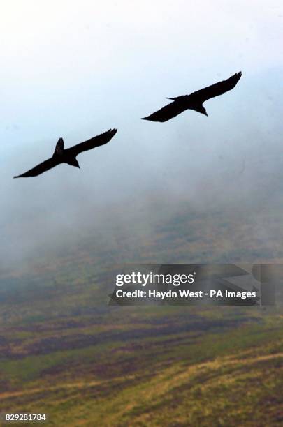 Pair of ravens soar over in the Cooley Mountains. Mating pairs of ravens are monogamous and the species is also known for a sense of fun with...