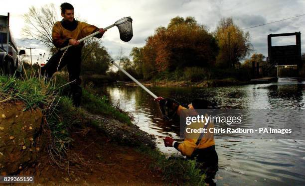 Environment Agency workers Andy Beal and Keith Bone re-introduce young bream back into the river Nene after trawling Thrapston Dyke near Kettering,...