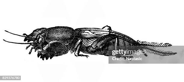 stockillustraties, clipart, cartoons en iconen met europese mole veenmol (gryllotalpa gryllotalpa) - mole cricket