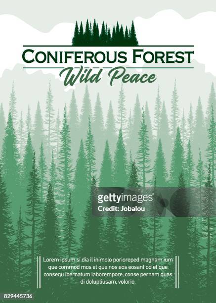 coniferous forest background - coniferous stock illustrations