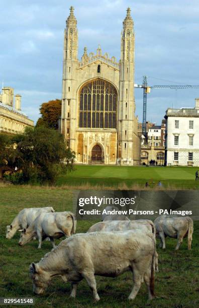 Cattle return to the rich pastures of King's College, Cambridge, for the first time since foot and mouth swept Britain 18 months ago. The cattle on...