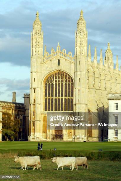 Cattle return to the rich pastures of King's College, Cambridge for the first time since foot and mouth swept Britain 18 months ago. The cattle on...