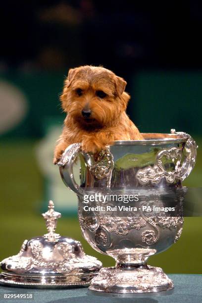 Champion Cracknor Cause Celebre or Coco, a six-year-old Norfolk Terrier, after she was named as Crufts 2005 Supreme Champion.