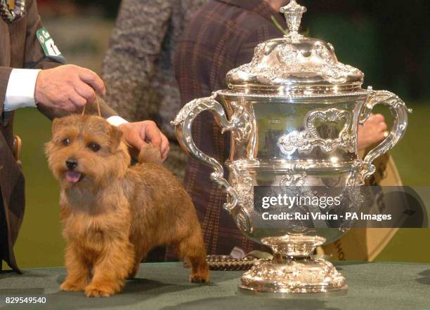 Champion Cracknor Cause Celebre or Coco, a six-year-old Norfolk Terrier, after she was named as Crufts 2005 Supreme Champion.