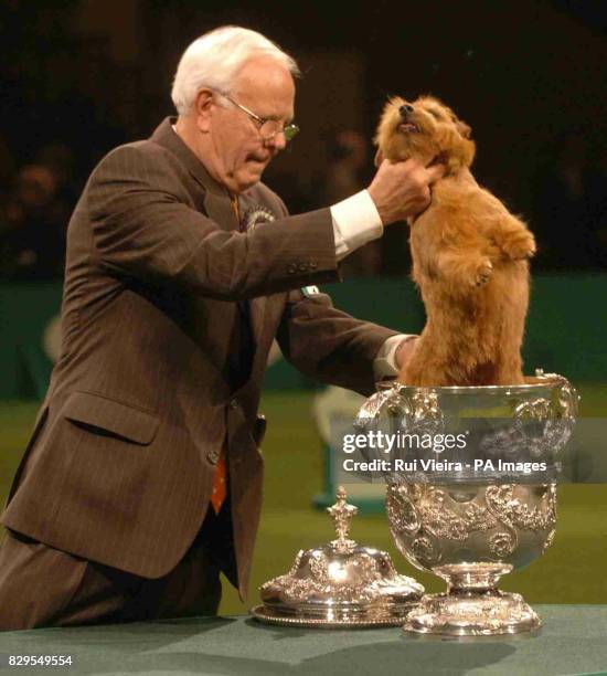 Champion Cracknor Cause Celebre or Coco, a six-year-old Norfolk Terrier, is placed in the trophy by handler Peter Green, after she was named as...