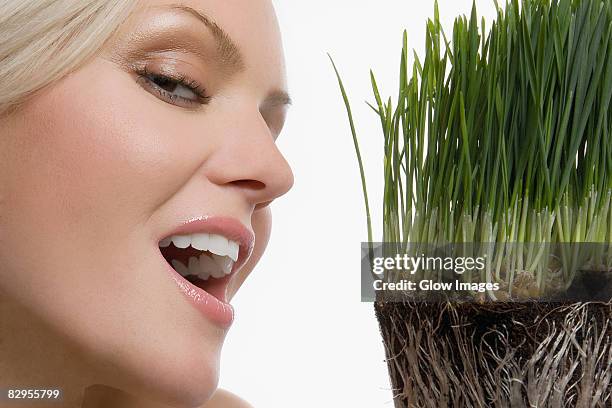 close-up of a young woman smiling with wheatgrass in front of her face - wheatgrass stock pictures, royalty-free photos & images