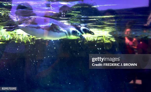 An unnamed months-old Magellanic penguin swims in the water at the Aquarium of the Pacific's June Keyes Pengiun Habitat on August 10, 2017 in Long...