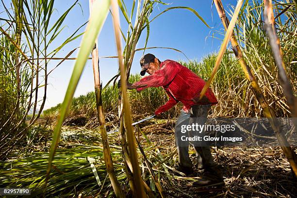 farmer harvesting sugar canes in a field, tamasopo, san luis potosi, san luis potosi state, mexico - sugar cane stock pictures, royalty-free photos & images