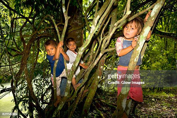 three children climbing on trees, agua azul cascades, chiapas, mexico - agua azul stock-fotos und bilder