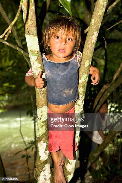 portrait of a boy climbing a tree, agua azul cascades, chiapas, mexico - agua azul stock-fotos und bilder