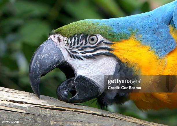 macaw beak and tongue - parrot tongue fotografías e imágenes de stock