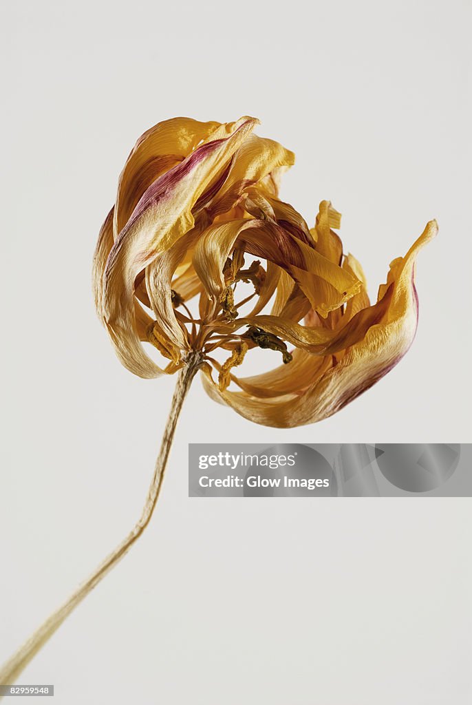 Close-up of a dry flower