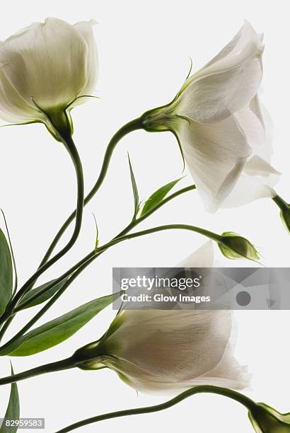 close-up of flowers - still life - fotografias e filmes do acervo