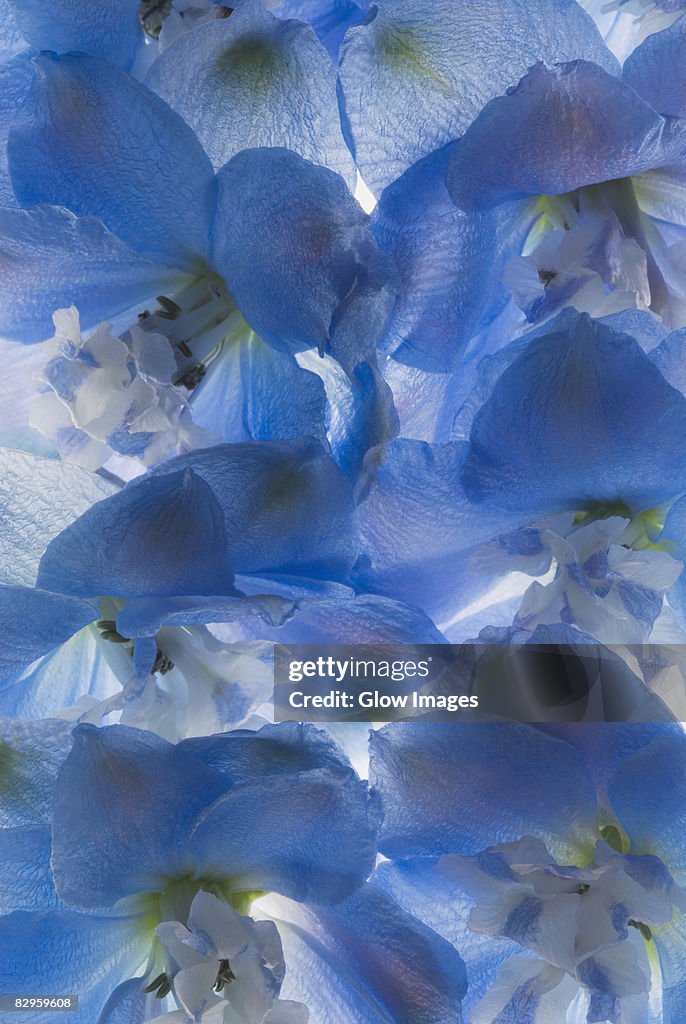 Close-up of blue flowers
