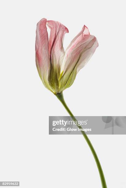 close-up of a dry flower - verwelkt stock-fotos und bilder