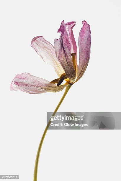 close-up of a dry flower - nature morte imagens e fotografias de stock