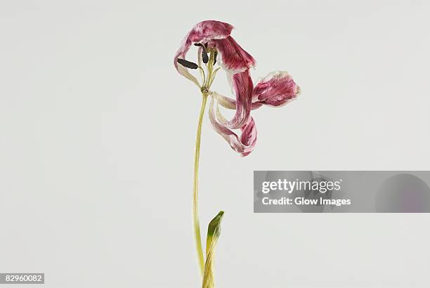 close-up of a dry flower - wilted stock pictures, royalty-free photos & images