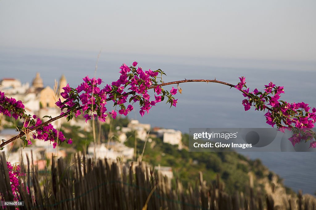 Close-up of flowers on a branch with a town in the background, Amalfi Coast, Maiori, Salerno, Campania, Italy