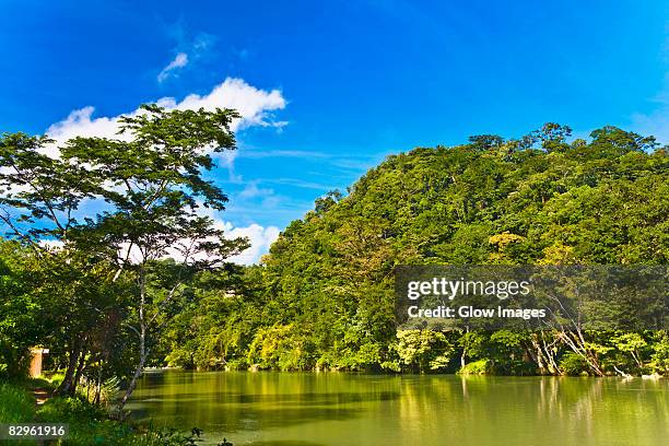 river passing through a forest, agua azul waterfalls, chiapas, mexico - agua azul stock-fotos und bilder