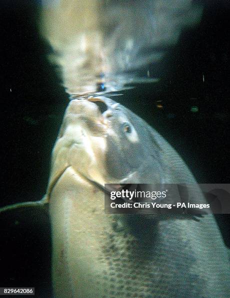 Brazil Fish Pacu A pacu fish bites a brazil nut in an aquarium at London Zoo. News Photo ...
