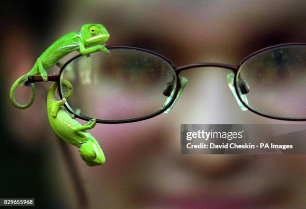 Ryan Devany, a member of staff at Butterfly World, near Edinburgh, gets a close look at two new baby green Yemen Chameleons hatched in the last two...