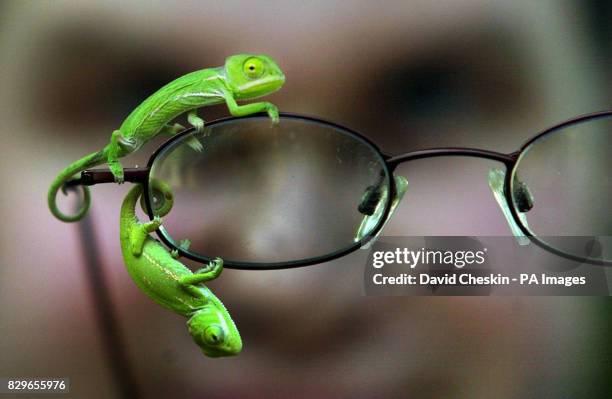 Ryan Devany, a member of staff at Butterfly World, near Edinburgh, gets a close look at two new baby green Yemen Chameleons hatched in the last two...