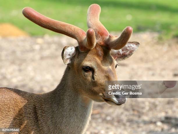male eld's deer (panolia eldii, rucervus eldii) - eld stockfoto's en -beelden