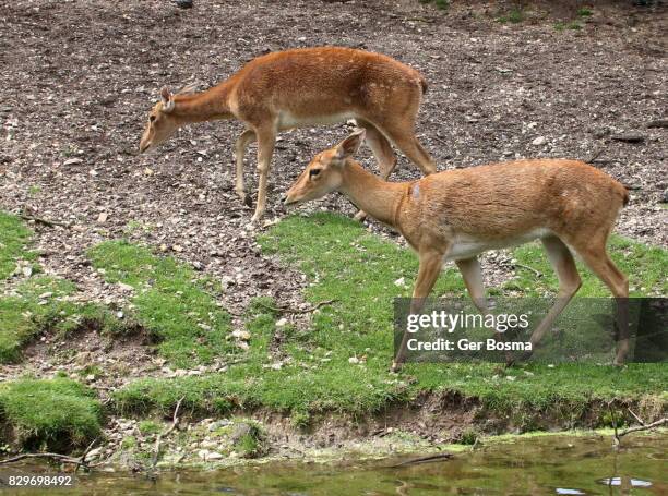 pair of eld's deer (panolia eldii, rucervus eldii) - eld stock-fotos und bilder