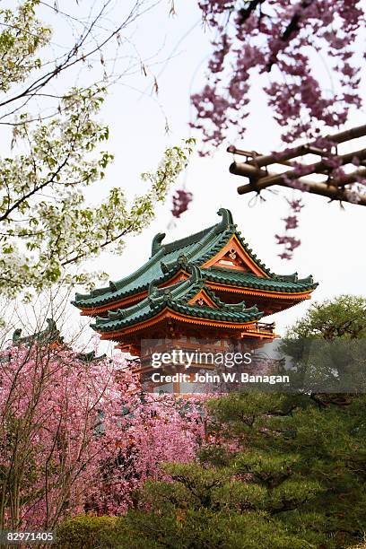 temple with cherry blossom - 京都府 個照片及圖片檔