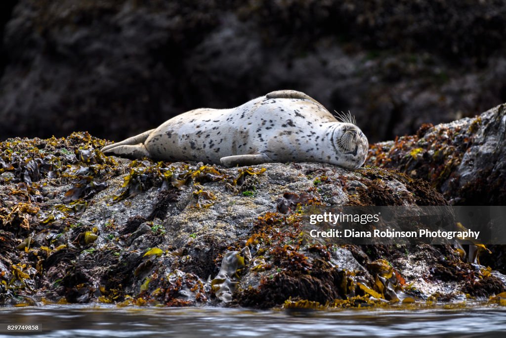 Spotted Seal resting on a bed of kelp at low tide, Bandon Beach, Oregon Coast