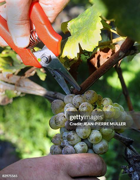 Une personne coupe une grappe de raisin Sauvignon blancs, le 23 septembre 2008 sur le domaine du château Sartre, tout près du village de Léognan. Les...