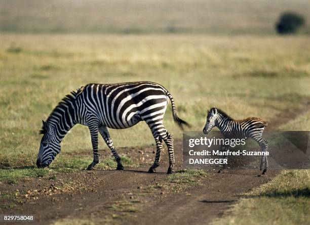 Grant's zebra in the Masai Mara National Park, Kenya.