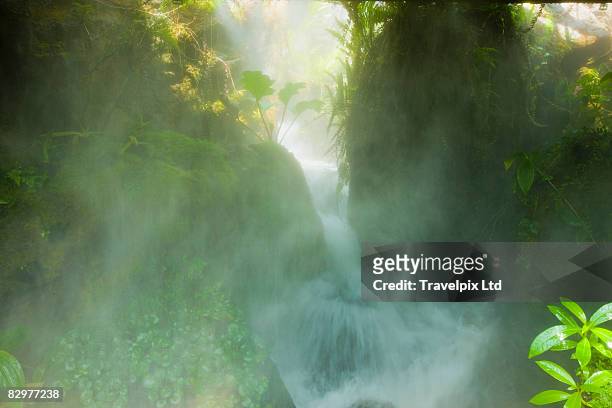 waterfall in rainforest - amazon rainforest stock pictures, royalty-free photos & images