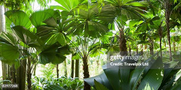 interior of amazon rain forest - amazon rainforest stockfoto's en -beelden