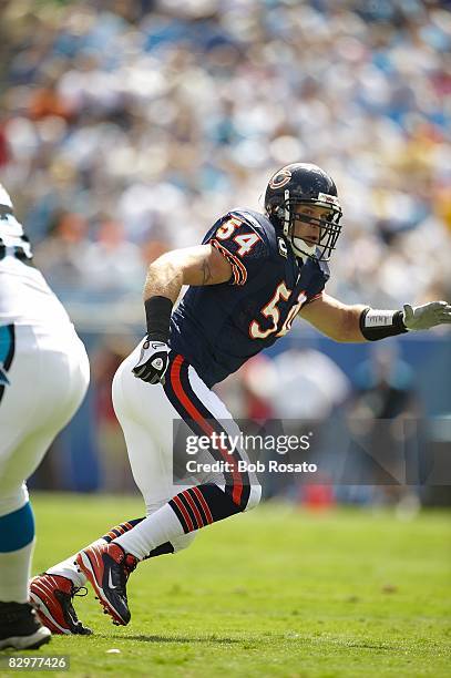 Chicago Bears Brian Urlacher in action vs Carolina Panthers. Charlotte, NC 9/14/2008 CREDIT: Bob Rosato