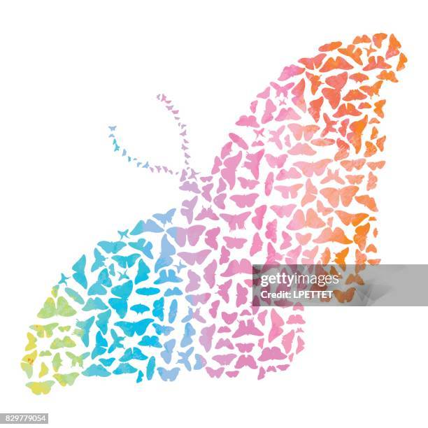 butterfly - butterfly transformation stock illustrations