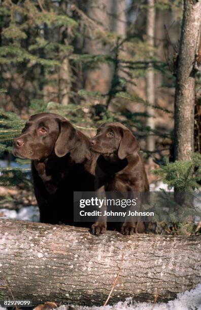 puppy with mature dog in forest - chocolate labrador retriever stock pictures, royalty-free photos & images