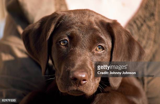 close up of labrador retriever puppy - labrador puppies stock-fotos und bilder