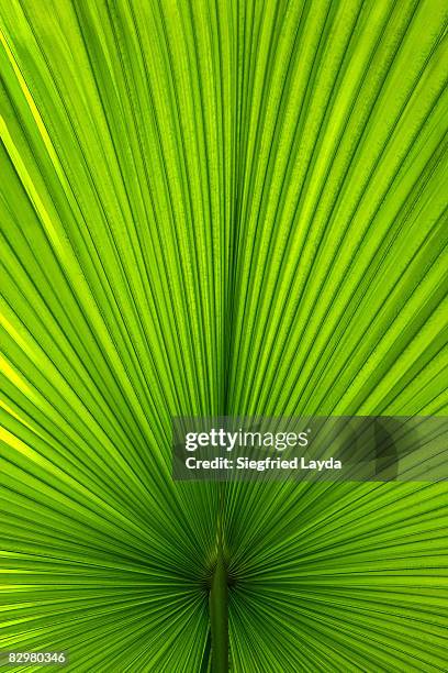 Fan Shaped Fan Shaped Leaves Photos et images de collection - Getty Images