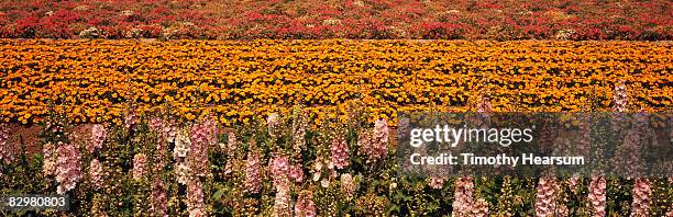 flower fields with multiple colors and varieties - lompoc-california photos et images de collection