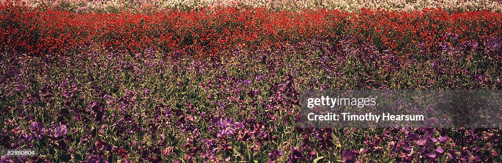Field of purple, red and pink sweet peas