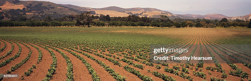 Rows of beans in contour pattern