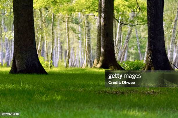 beautiful birch forest and yellow green grass in spring against sunlight - rambouillet forest stock pictures, royalty-free photos & images