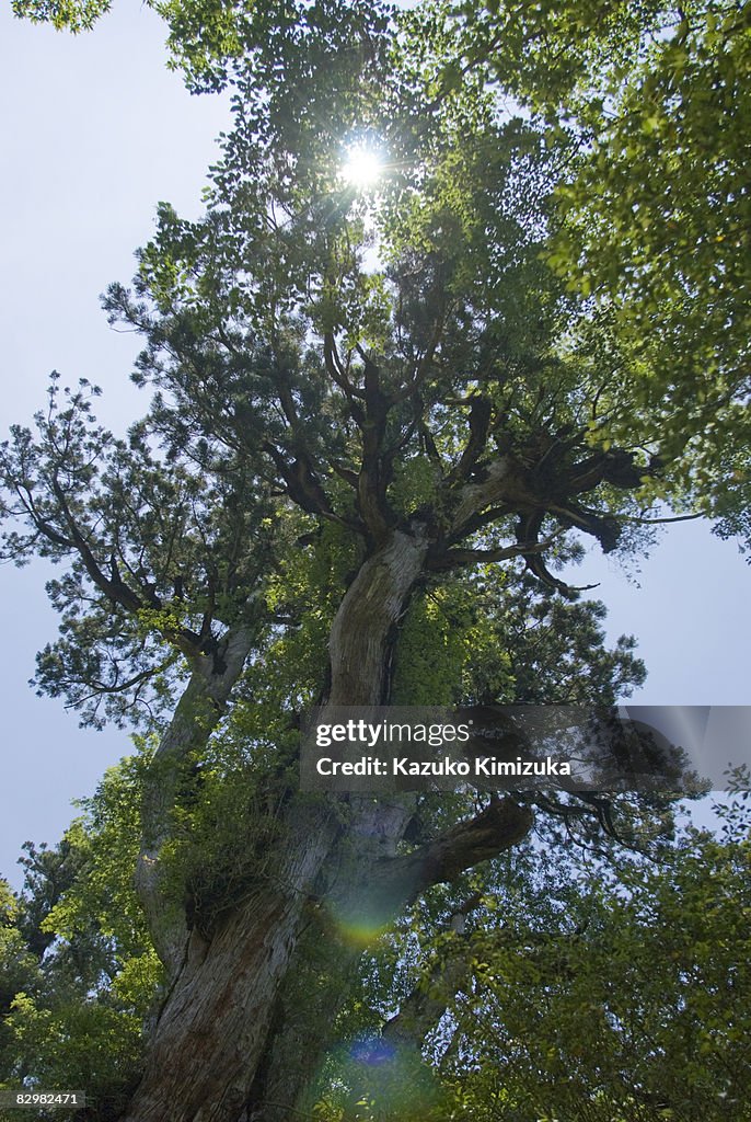 The top of cedar's tree