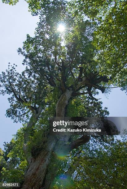 the top of cedar's tree - kazuko kimizuka stockfoto's en -beelden