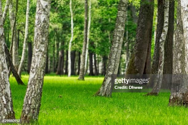 refreshing birch forest in spring - rambouillet forest stock pictures, royalty-free photos & images